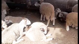 أكباش العيد ماشاء الله