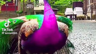 Animal song 2