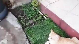 Cat's wow