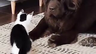 Cat's and dogs hahah