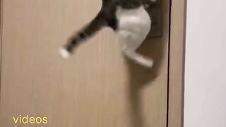 Chat méchant 2
