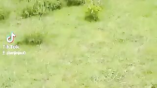 Animal 56