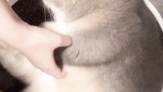 angry cat 5