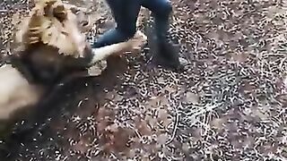 Playing with Lion