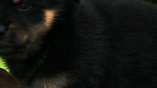 Pets #3: Adorable Furballs