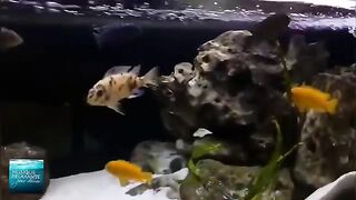 My aquarium i love that share it with my followers