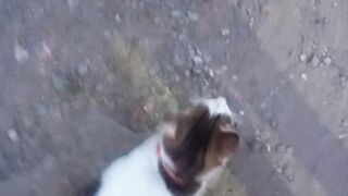 My cat 14