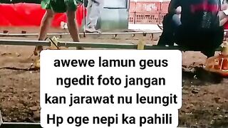 ayam broiler || kata kata lucu 63