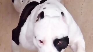 My lovely dog 2
