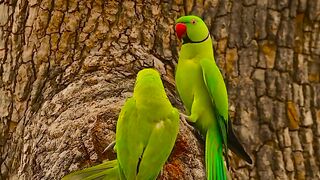 Wildlife birds animals
