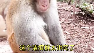 Funny monkey  please subscribe.  And support me.