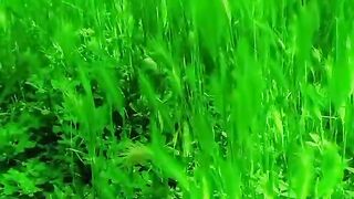 Greenbackground