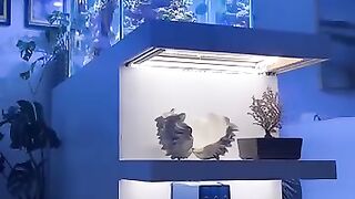 Aquascape 9