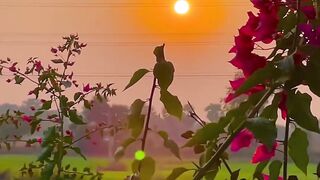 Nature ???? 4
