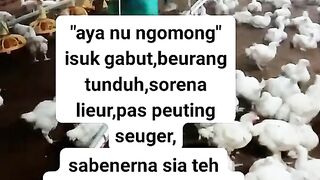 ayam broiler || kata kata lucu 74