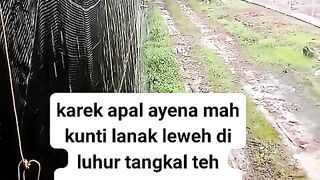 ayam broiler || kata kata lucu 76