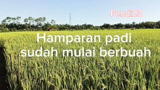 HAMPARAN PADI DI SAWAH