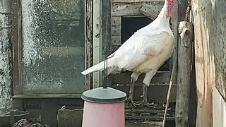 The Hen