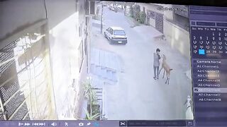 اپنے قربانی کے جانوروں کی حفاظت کریں