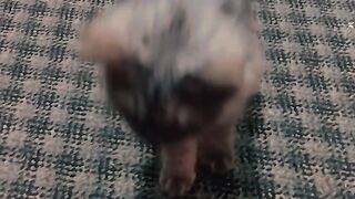 My cat my pet 2
