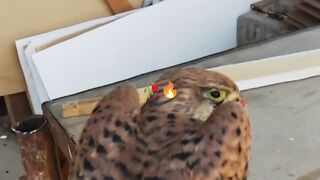 Falcon bird 3