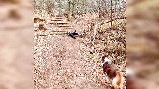 Funny Pet Videos Compilation | Epic Fails