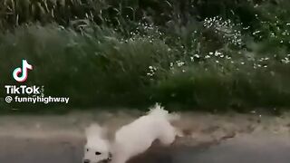 Animals videos 15