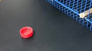 Animals videos 16