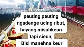 ayam broiler || kata kata lucu 81