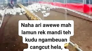 ayam broiler || kata kata lucu 87