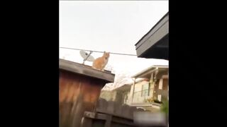New videos with animals part 10