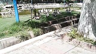 صور جميله لبطات في بحيره