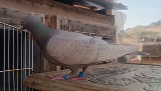 Falcon attack on homing pigeon ????