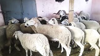 The Great Eid in Morocco, Arab rituals and customs rooted in history