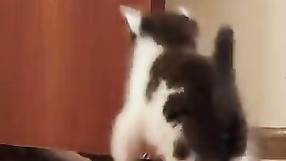 Kitten_ come out of there_ let_s play. 1. _cat _kitten(360P)