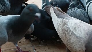 Breeding and racing carrier pigeons