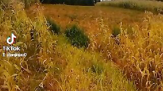 Planting 3