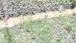 House  gardening