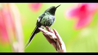 Beautiful Relaxing Music, Peaceful Soothing Music, "The Soothing Sounds of Spring
