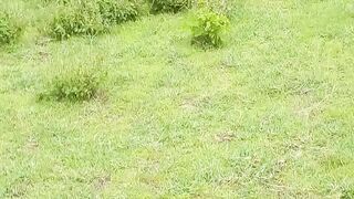 Animal and pet