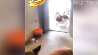 Cat fiting