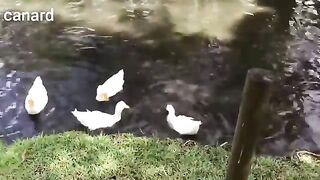 Canard 2