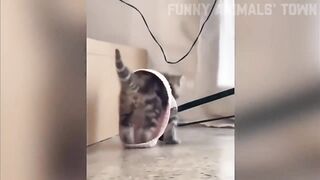 funy Cute cat