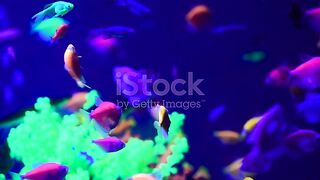 AQUARIUM OCEAN