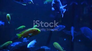 MOST BEAUTIFULL FISH