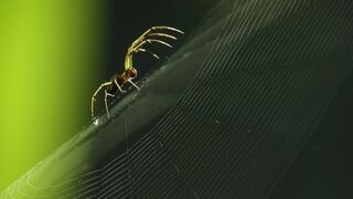 Spider cunning