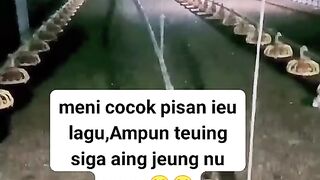ayam broiler || kata kata lucu 102
