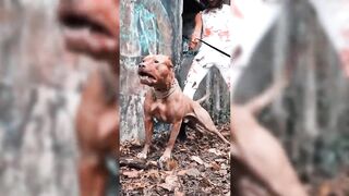 This Dog is 100 Times More Dangerous Than Wild Animal.