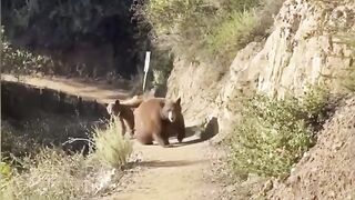 Woman encounters mother black bear and cubs on a trail