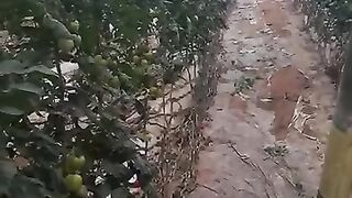 فلاح